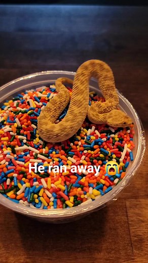 Baby sidewinder runs away from me! #sandviper #Sidewinder #noperope #reptiles #babysnake #educational #cutesnake #cuteanimals #animalfails | Joey Josselson