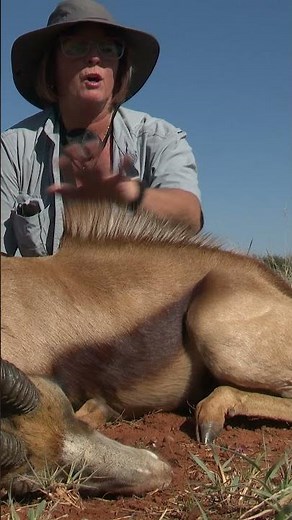 Hunting Copper Springbuck with Sup Africa Safaris