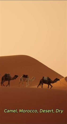 “Desert Caravan Journey 🐪🌅” #desert #camel #morocco #sahara #caravan