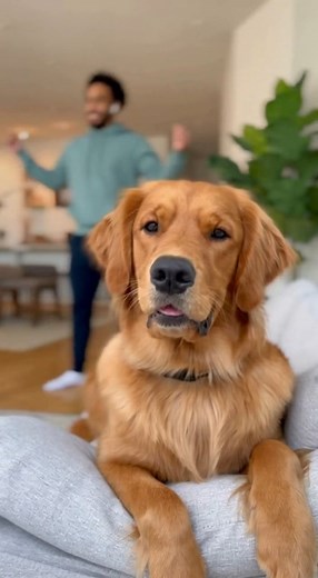 Dog’s Reaction to Human Dancing Is Priceless #Trending, #Viral, #ViralVideo, #LifeHacks #Reels, #FacebookReels, #Explore | Feline Funny