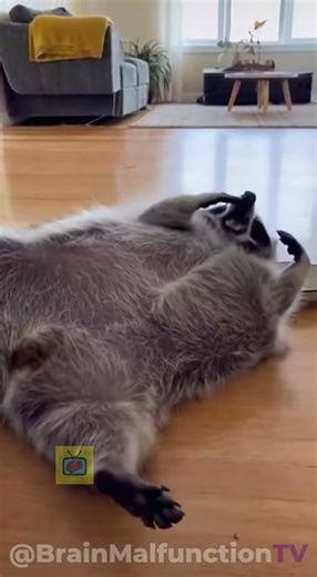 When a Lazy Raccoon Meets a Roomba 😴🦝