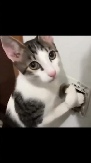 The cat is getting electrocuted. 😂