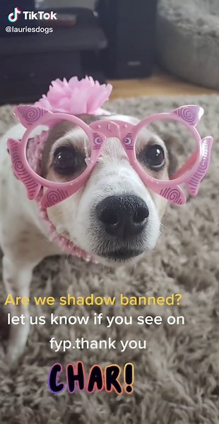 #lauriesdogs #cutedogs #funnydogs #lauriesdogs