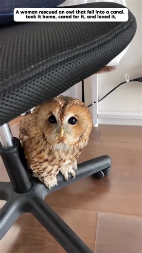 5.3M views · 127K reactions | From Despair to Hope: The Most Powerful Pet Rescue Stories | kelompok tari lewai langit Tanjung Isuy | Facebook