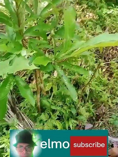 Makating dahon ng Puno na dapat iwasan.