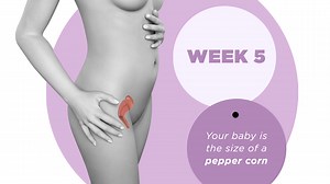 5 weeks pregnant - signs, symptoms and fetal development