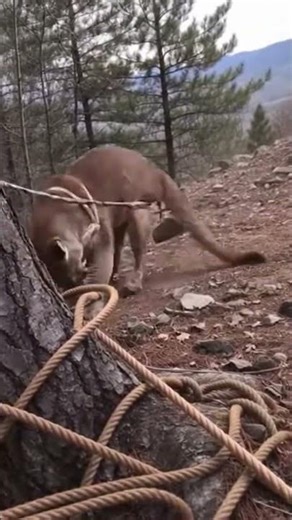 A large mountain lion is caught in a heavy-duty ground stake near a tree root.