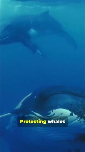 This Poop Fights Climate Change !