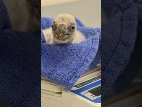 L.A. Zoo Celebrates First Vulture Chick from New Habitat