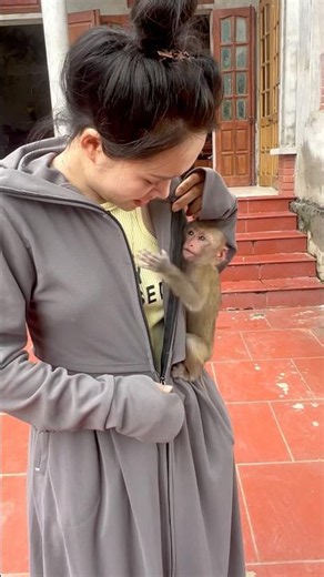 The baby monkey absolutely refused to leave its mother's side; it wanted to crawl inside her shirt.