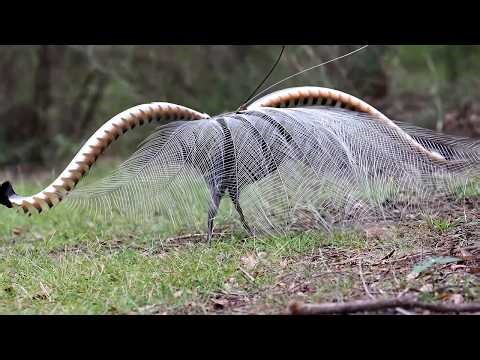 Superb Lyrebird: 180 Days From Egg to Survivor | Nothing You Hear Is Real