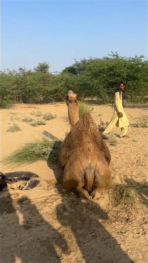 جلست الجمال بسلام على الأرض في صحراء ثار