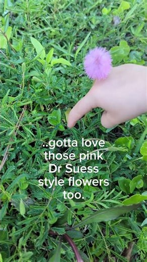 Sunshine Mimosa The Sensitive Plant