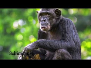 Animal Sounds for Children (22 Amazing Animals)