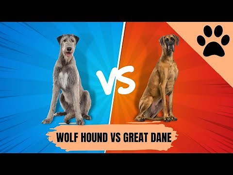 The Irish Wolfhound vs Great Dane