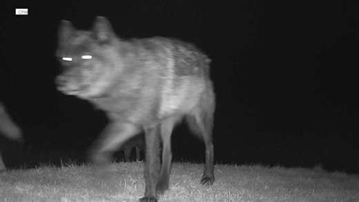 Gunnison County ranchers bracing for planned 2026 gray wolf reintroduction