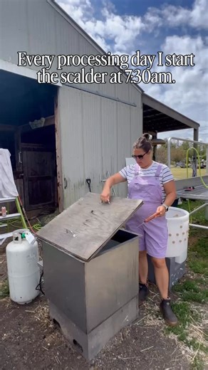 Jordyn & Kay | Homesteaders | Backyard Chicken Processing on Instagram: "Every processing day starts the same way.. Calm, steady, and intentional. The scalder goes on at 7:30am so it’s hot and ready by the time the first birds are in the cones. 145°F = perfect plucks every time. It’s one of those small routines that makes processing day feel easy. No guessing temps. No stress. Just flow. Featherman’s scalder keeps the temperature consistent so the rest of the day stays smooth. Because when your 