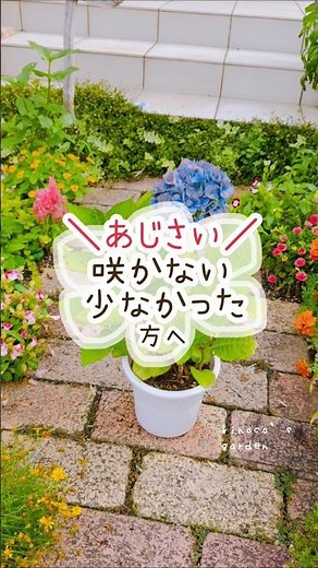 あじさい咲かない、少なかった方へ