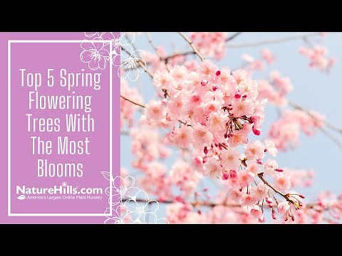 Top 5 Spring Flowering Trees For The Most Blooms | Naturehills.com