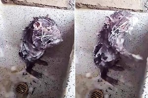 Incredible video appears to show rat taking a shower just like a human… and here's how it can be explained