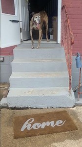 Reta the Galgo says hello, world! So far from the Spanish cemetery we found her. A new life begins