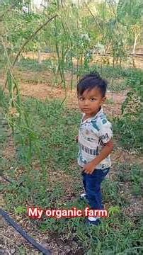 🧐Drumstick farm🧐🌴Organic farming 🌴#shorts #organic #organicfarming #Ved & darsh vlog