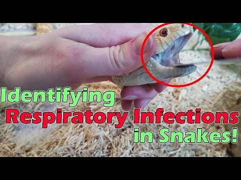 Identifying Upper Respiratory Infections in Snakes