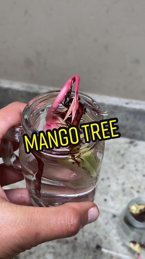 All About Mango Trees: From Planting to Harvesting