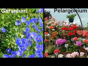What Is A Geranium & What Is A Pelargonium?
