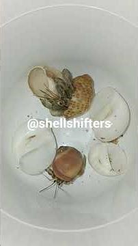 Don’t Blink! This Crab Changes Shells Fast Part 1 #crab #hermitcrabs #hermits #shell