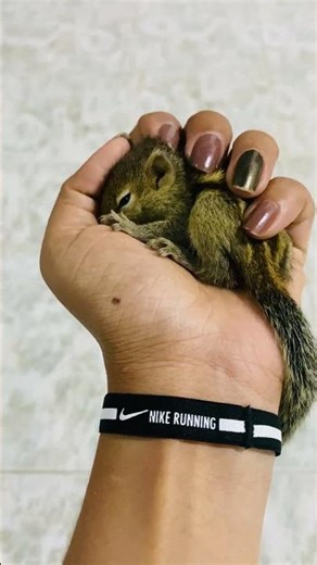 Baby Squirrel Sleeping Peacefully 🐿️💤 | Cutest Tiny Nap Ever #petsquirrel #cutepets #cuteanimals