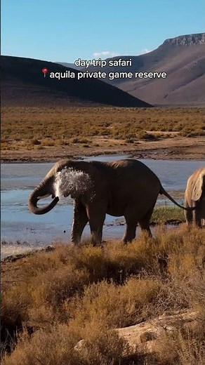 Short on time in Cape Town? This safari experience is made for you.