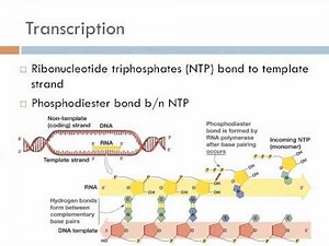 Biology 1, Lecture 17: Transcription and Translation