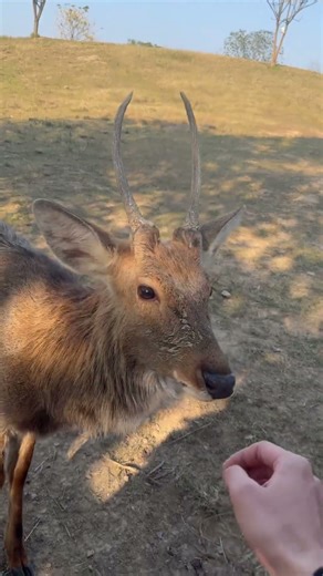 The cervus nippon in China