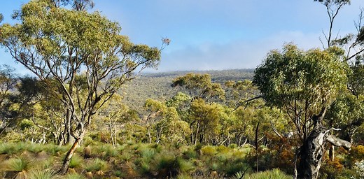 Invisible losses: thousands of plant species are missing from places they could thrive – and humans are the reason