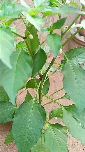 Pepper Lovers — Can You Guess This Plant?