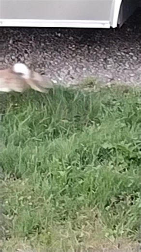 49 reactions · 5 comments | I wanna pet it 浪 | Amanda Holt | Facebook