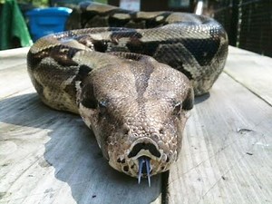 The boa constrictor