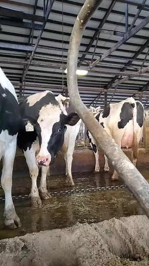 Chilling with some cows and busting another myth. Cows benefit greatly from their relationship with us. They love their barn and trust us to raise them and their calves. | IowaDairyFarmer