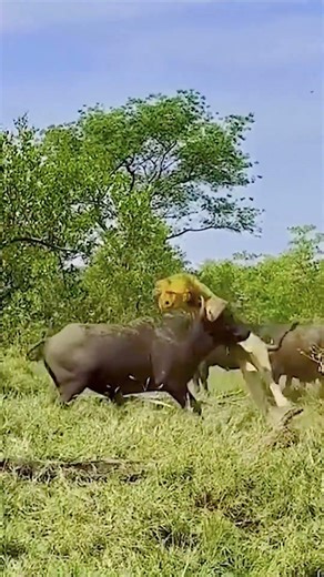 Massive Herd Crushes Apex Predator! 😱😱😱