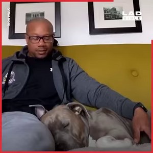 1.5M views · 40K reactions | Dogs are such loveable weirdos ❤ | LADbible Ireland | Facebook