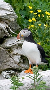 30 seconds with an Atlantic Puffin. #atlanticpuffin #puffin #canadianwildlife | Ken Anderson Photography