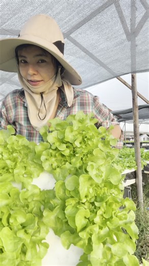 Sumitra Sarakorn🇹🇭 on Instagram: "ผักกล้วยออกเยอะมากช่วงนี้ พ่อค้า แม่ค้า ผู้ประกอบการช่วยด้วย ช่วยกล้วยด้วย น้องไม่อยากเป็นปุ๋ย 🤣😁 #มาตรฐานสินค้าด้านการเกษตรของกรุงเทพมหานคร #ฟาร์มผักสลัด #คนปลูกปลอดภัยคนกินสบายใจ #ฟาร์มสลัดคุณกล้วยแขก #ผักสลัดไฮโดโปรนิกส์ #BangkokG #หนองจอก"