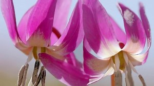 Là-haut sur la montagne - Nature d'ici et d'ailleurs