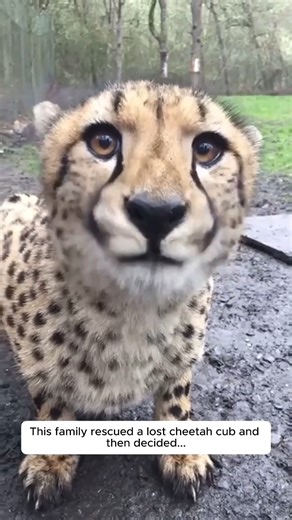 17K views · 36 reactions | This family rescued a lost cheetah cub and then decided... | Jonah Castro | Facebook