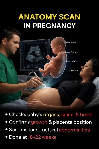 Understanding the Anatomy Scan in Pregnancy