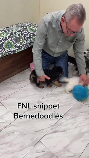 Mini Bernedoodle Puppies - Available for Adoption