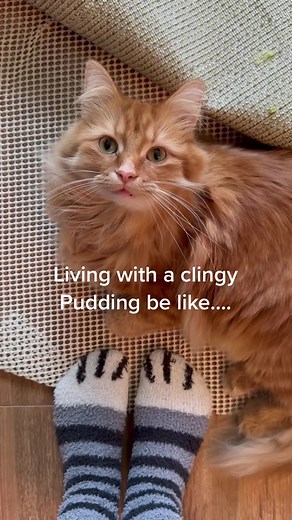 Living with a clingy Pudding - Cat Lady Life