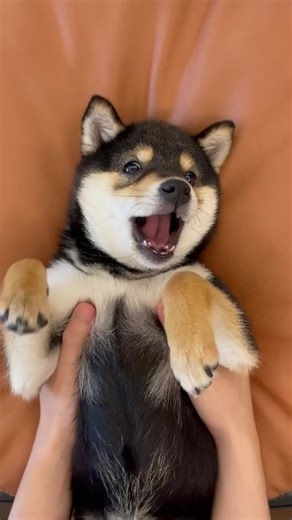 Relaxing Dog Paw Cleaning ASMR 😌🐕