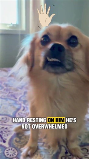 Why Does My Dog Lean His Whole Weight On Me? #dogbehavior #puppy #doggielife #dogparent #dogcoach